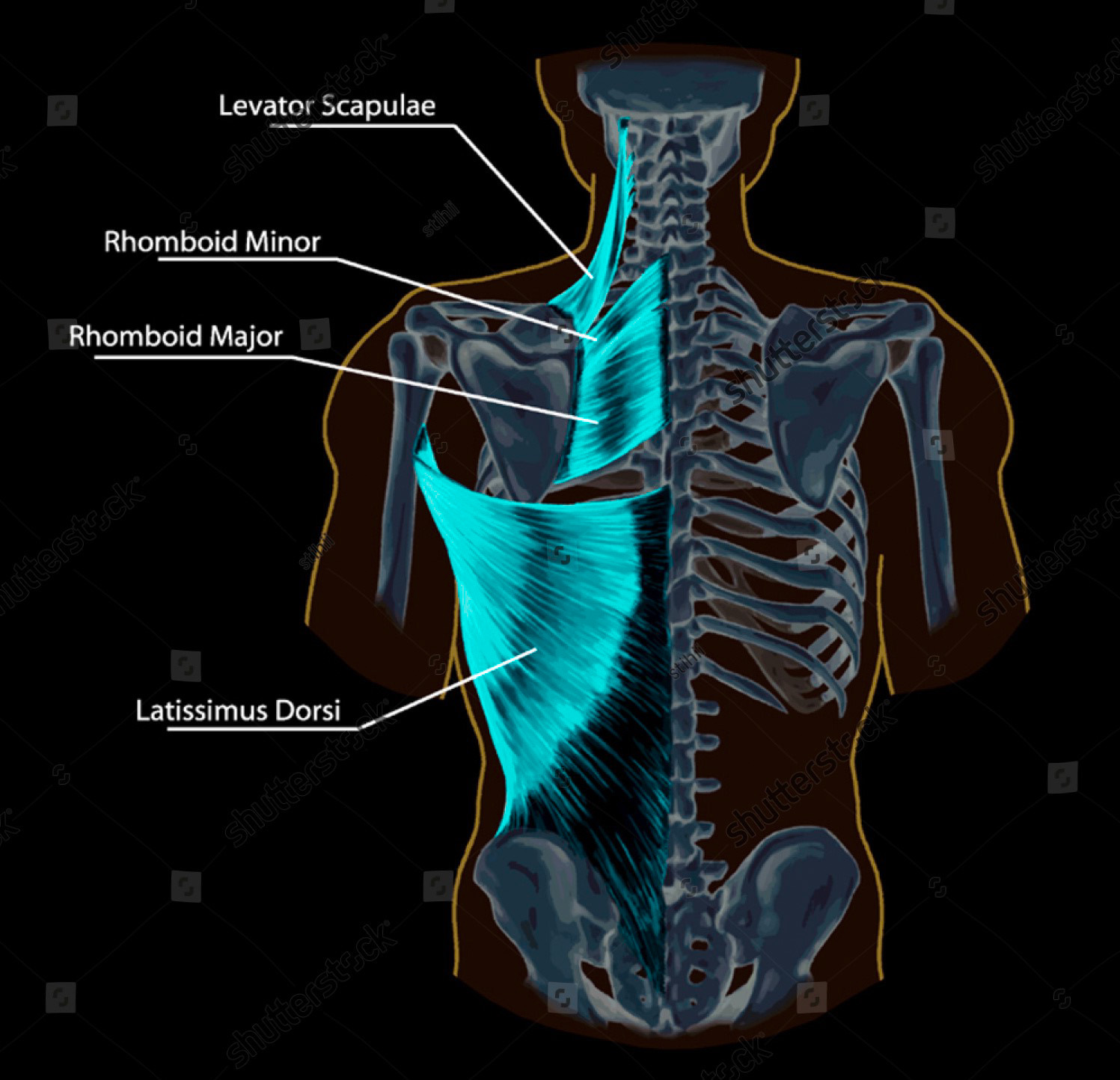 stock-vector-rhomboid-minor-and-rhomboid-major-levator-scapulae-and ...